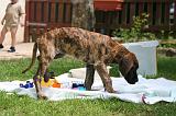 ENFANT ET CHIEN 638